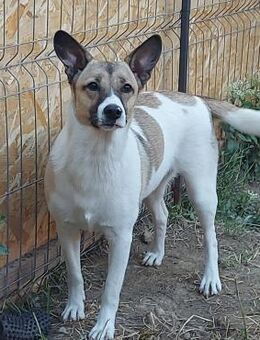 Vlada - Rotenburg (Fulda)