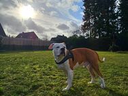 Aufgeweckter Amstaff-Terrier Rüde sucht ein neues Zuhause Hause - Haßbergen