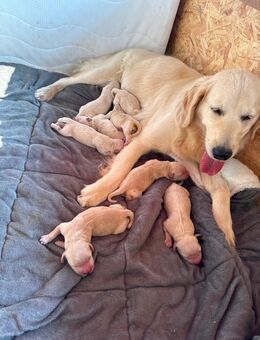 Reinrassige Golden Retriever Welpen - Neuruppin