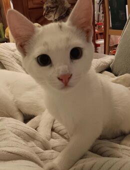 Zwei Katerchen suchen ein neues Zuhause use - Manubach