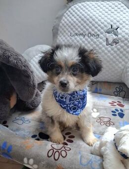 Noah soll nicht in Rumänien aufwachsen - Blankenheim (Nordrhein-Westfalen)