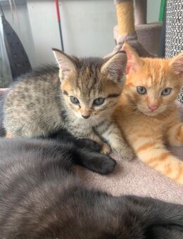 Zuckersüße Samtpfoten - Berlin Reinickendorf