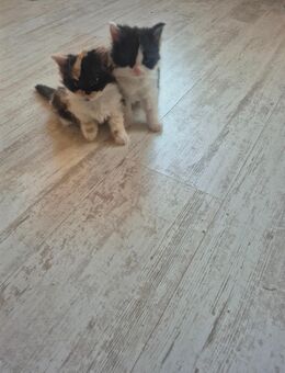 Bkh - Maine Coon kitten abzugeben - Ganderkesee