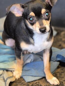 🐾 Nox ein verspielter Chihuahua-Junge - Kassel