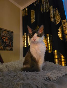 Liebevoller kater sucht dich - Berlin Marzahn-Hellersdorf