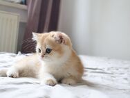 Reinrassige BKH Katze ny 11 black golden shaded Stammbaum - Hof