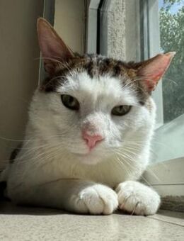 STROSHI - Traumkater mit Handicap - Kallmünz