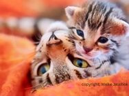 Bengalkittenmix - Babykatzen - Lindau (Bodensee)