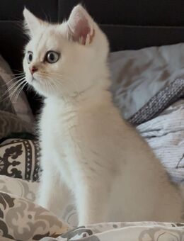 Süße BKH x Golden Chinchilla Katzenbaby – abgabebereit - Berlin