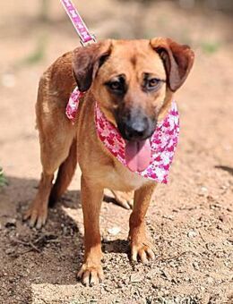 Tolle, menschenbezogene Adana sucht - Berlin