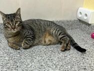 PIN - tolle Katze liebt Beschäftigung! - Geilenkirchen