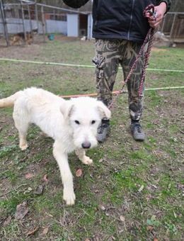 Lili BE - Junge Mischlingshündin - Neustadt (Rübenberge)