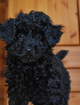 Toypudelwelpen Zwergpudelwelpen Toypudel Zwergpudel, Welpen - liebevoll aufgezogen - Magdeburg