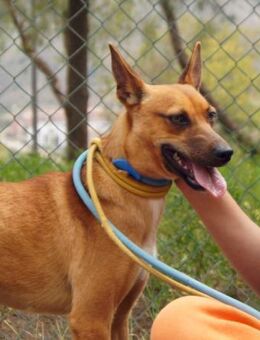 Carlota sucht Menschen mit viel Herz - Laatzen