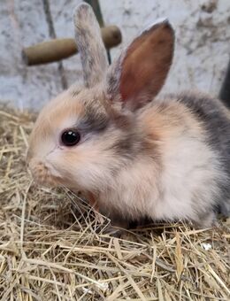 Kaninchen Zwergkaninchen Bock Böcke - Högsdorf