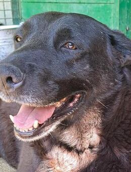 Gama sucht das große Glück - Obertshausen