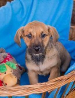 Benny: Hundekind sucht ein Zuhause - Kirchzell