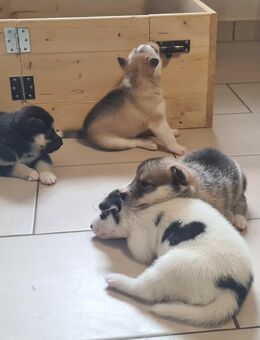 Husky Welpen - Lübz