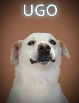 UGO 💛💛💛 Frohnatur sucht Happy-Home - Bad Karlshafen