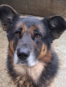 Inspektor Clouseau - Augen voller... - Obertshausen
