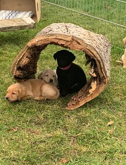 Labradorwelpen - Weinböhla