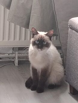 Reinrassige Siamkatze - Klingenberg (Main)