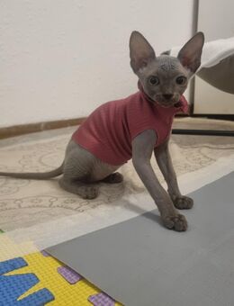 Reinrassige Kanadische Sphynx - Paderborn