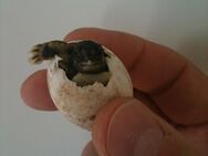 Griechische Landschildkröten (THB), noch 5 Nachzuchten vom Sommer 2023 - Troisdorf
