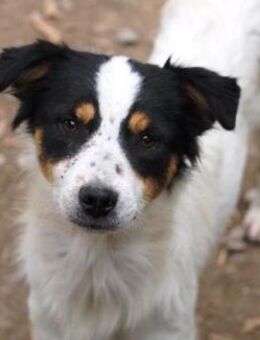 Klein Zalo braucht noch etwas Mut - Karben