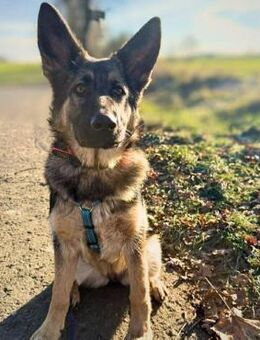 Aila - ist unerfahren - Löwenberger Land