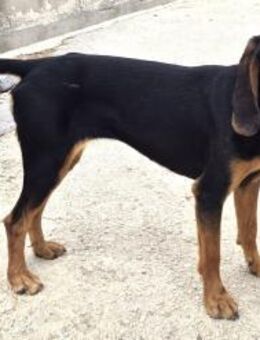 Biene Mix Hündin ca. 2 Jahre alt in GR - Reutlingen