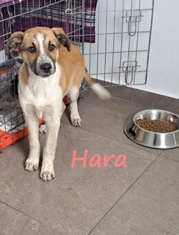 Hara liebe hübsche Hündin 10/24 GRC - Ruppertsecken