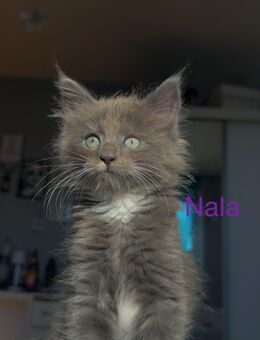 4 zuckersüße Maine Coon Kitten/Katzenbabys suchen liebevolle Dosenöffner zum 04.10.2025 - Breitenfelde