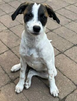 Vesna, liebevolle Zaubermaus, ca. 5 Mona - Vaterstetten