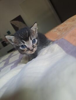 Britisch Kurzhaar Kitten - Monheim (Rhein)