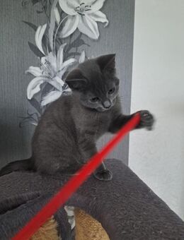 BKH Kitten - Rahden