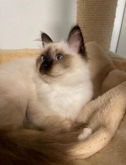 Heilige Birma ragdoll kitten - Iserlohn