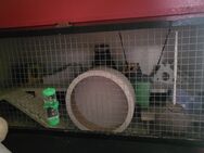 Ein Liebevolles zu Hause, sucht einen Hamster - Hamburg