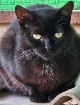 Iztal sehnt sich nach seinem Körbchen - Aichwald