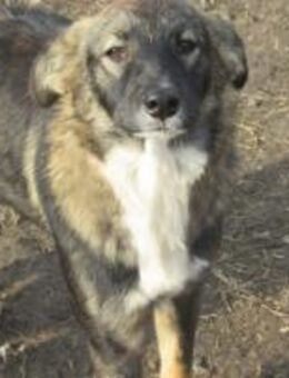 Micky ist ein hübscher Bub 🐾 - Elsdorf (Nordrhein-Westfalen)