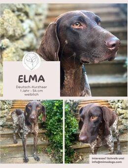 Elma - Goldstück sucht ihre Menschen - Brühl (Nordrhein-Westfalen)