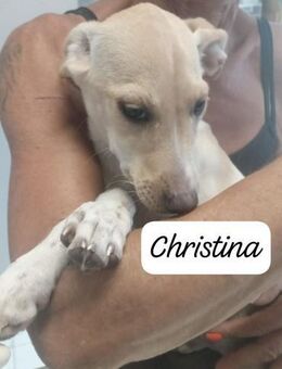 CHRISTINA 🩷🩷🩷 unbeschwert, liebenswer - Bad Karlshafen