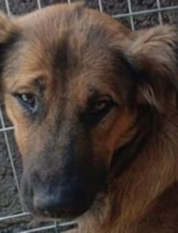 Schüchterne Crissi - braucht Liebe - Hamburg