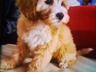 Maltipoo Welpe - Bayreuth