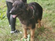 Chuck sucht dringend ein neues Zuhause - Vaihingen (Enz)