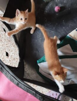 Katzengeschwister Luke & Leia suchen.. - Karlsruhe