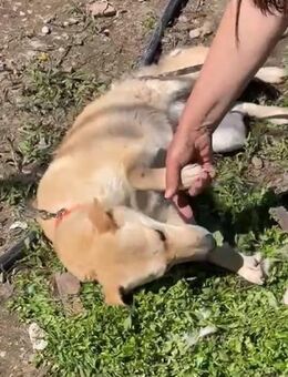 🐾Neugierige Mandy sucht dich🌼 - Eislingen (Fils)