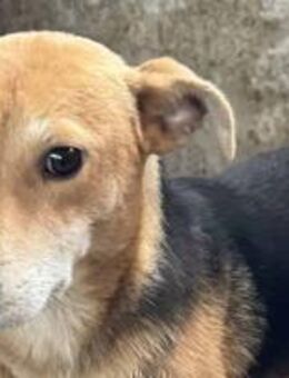 Mirika ist eine freundliche Hündin 🐾 - Elsdorf (Nordrhein-Westfalen)