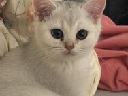 British Kurzhaar Kitten silver shaded - Groß Gerau