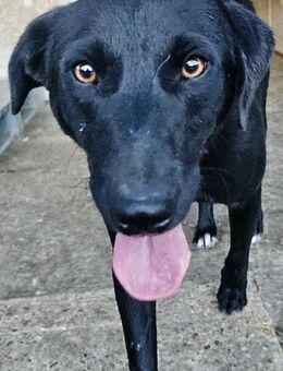 LUKY - voller Neugierde und Energie - Weilheim (Oberbayern)